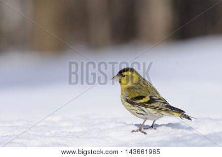 Male siskin (Carduelis spinus) in snow. Moscow region Russia