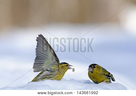 Two male siskins (Carduelis spinus) in snow. Moscow region Russia