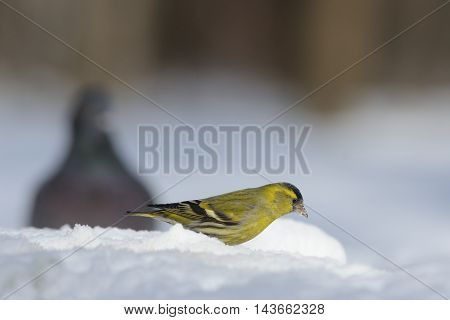 Male Siskin (Carduelis spinus) and Domestic pigeon (Columba livia) in snow. Moscow region Russia