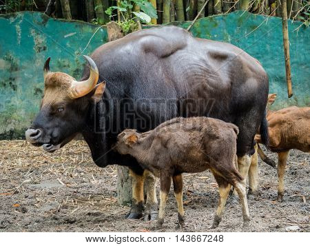 Family of gaur - the largest bulls in the world