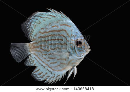 Pompadour (Discus) fish with copy space on black background