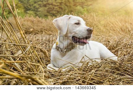 Young purebred labrador dog puppy lying in a field on straw while the sun shines
