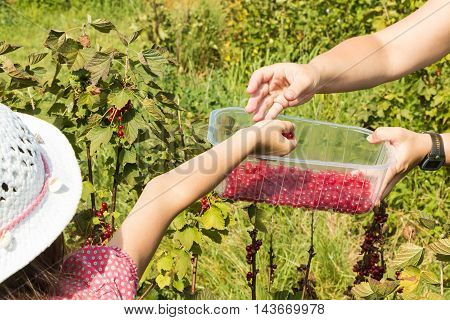 Woman And Children Who Pick Curants In A Field During Summer 2016