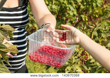 Woman And Children Who Pick Curants In A Field During Summer 2016