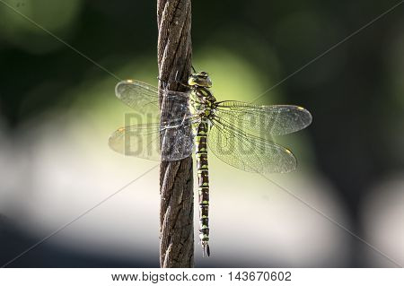 A Green hawker on a steel cable