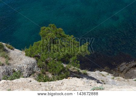 Lonely tree on rocks near the sea