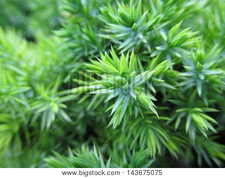 Lush vivid green fresh pines juniper close up