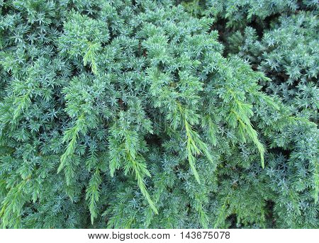 Lush bluish green pine needles textured background