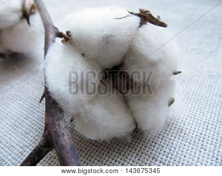Cotton flower ball close-up on linen background