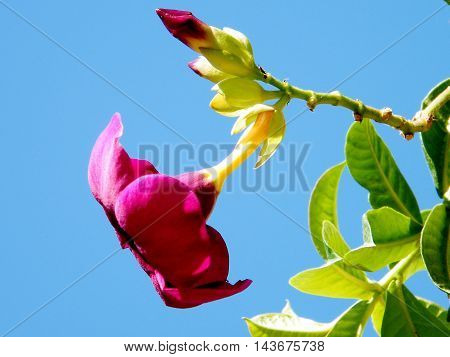 Flower of Mandevilla sanderi in Or Yehuda Israel