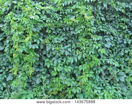 Vivid green lush virginia creeper wall texture background