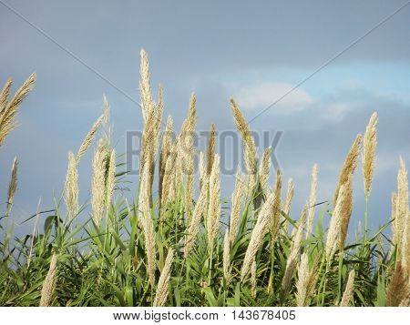 Group of miscanthus plants with green grass and cloudy light blue sky