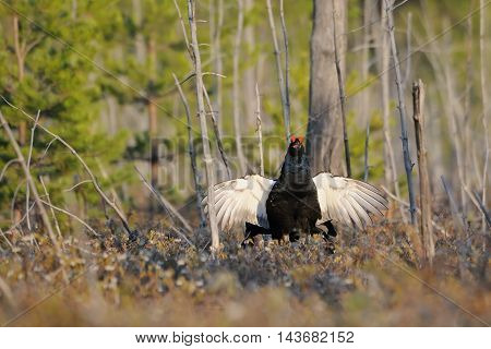 Jumping male Black Grouse (Tetrao tetrix) at swamp courting place early in the morning. National park Plesheevo Lake Yaroslavl region Russia