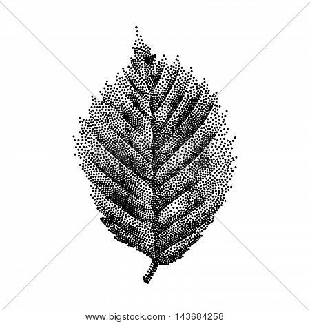 Engraving Birch Leaf Hand Drawn Vector Illustration