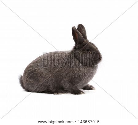 Purebred Vienna glaucous-blue rabbit on white cloth