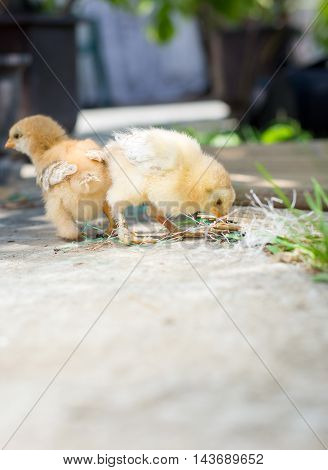 Baby chickens walking in the back yard