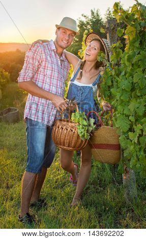 Couple In Grape Picking At The Vineyard With A Basket