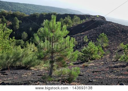 young pines colonize a old volcanic crater in Etna Park, Sicily