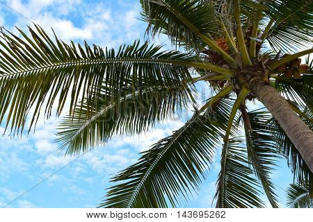 coconuts blue sky at vietnum beach danang
