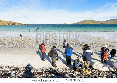 FALKLAND ISLANDS - NOV 5, 2012: Unidentified tourists on the coast of the Falkland Island. Falkland Islands are an archipelago in the South Atlantic Ocean on the Patagonian Shelf