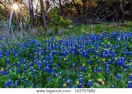 Beautiful Famous Texas Bluebonnet (Lupinus texensis) Wildflowers at Muleshoe Bend in Texas with Setting Sun.