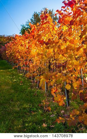 Beauty of vineyards in autumnal colors ready for harvest and production of wine