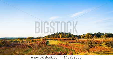Beauty of vineyards in autumnal colors ready for harvest and production of wine