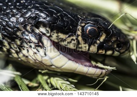 black and white snake head outdoor macro closeup