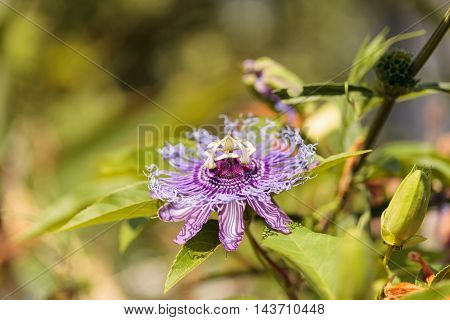 Purple passion flower Passiflora caerulea on a vine in a garden in summer
