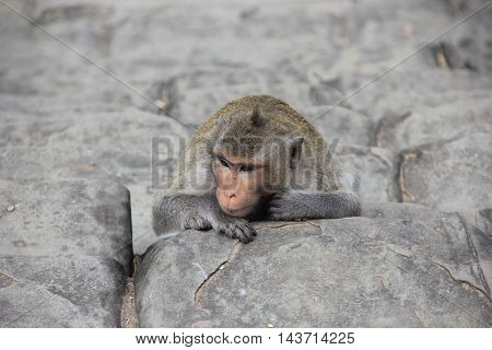 Crab-eating macaque (acaca fascicularis) resting its head on a stone step at Angkor Wat, Cambodia