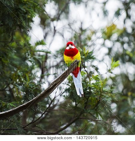 Eastern rosella resting on a branch during the day