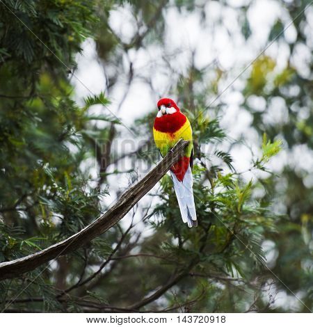 Eastern rosella resting on a branch during the day