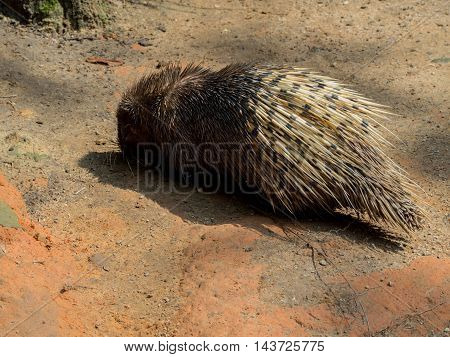 Indian Crested Porcupine