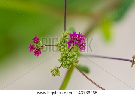 Poaceae