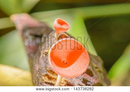 Cookeina Sulcipes
