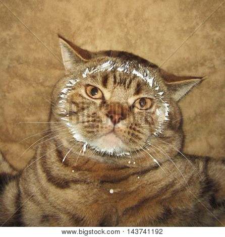 A cat ate sour cream from a deep bowl. His face was smeared with sour cream.