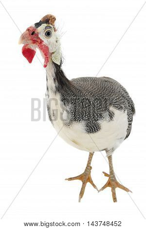 Guinea fowls (Numida meleagris) isolated on a white background in studio.