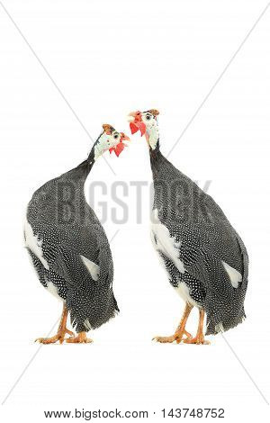 Guinea fowls (Numida meleagris) isolated on a white background in studio.