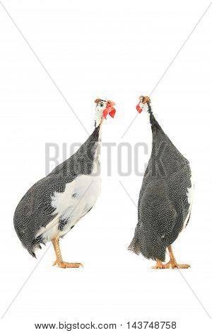 Guinea fowls (Numida meleagris) isolated on a white background in studio.