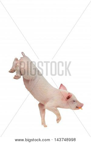 pig going on forepaws on a white background. studio