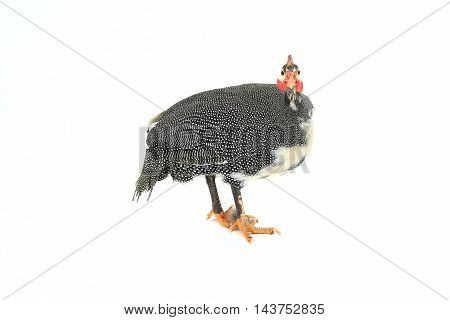 Guinea fowls (Numida meleagris) isolated on a white background in studio.