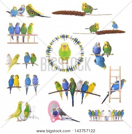 collage budgerigars, isolated on white, studio shot