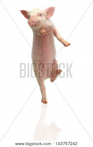 the pig going on hinder legs. studio