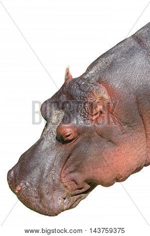 the a portrait hippopotamus isolated on white background