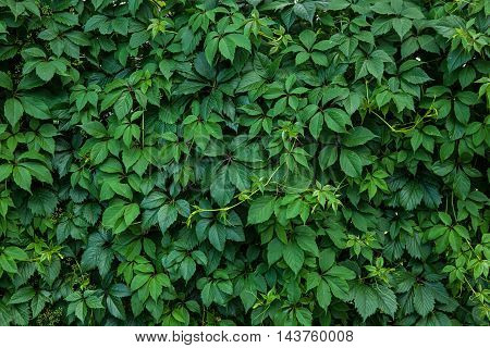 climbing plant ampelopsis as a green background