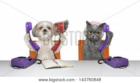 Dod and cat are talking over the phones -- isolated on white