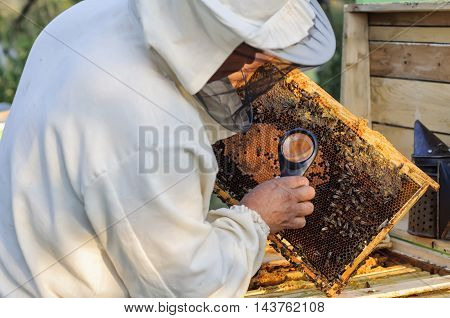 Beekeeper studying the eggs and larvae of bees with help of a magnifying glass