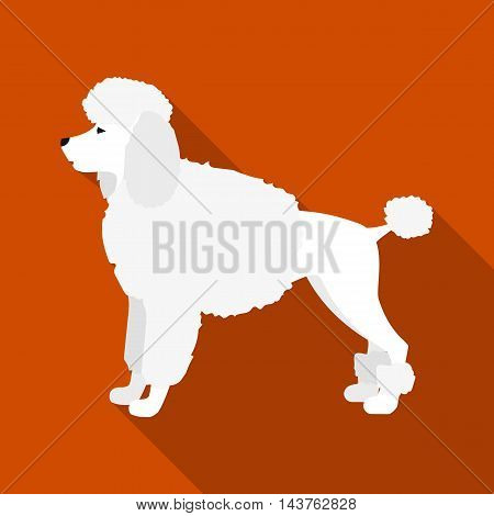 Poodle vector illustration icon in flat design