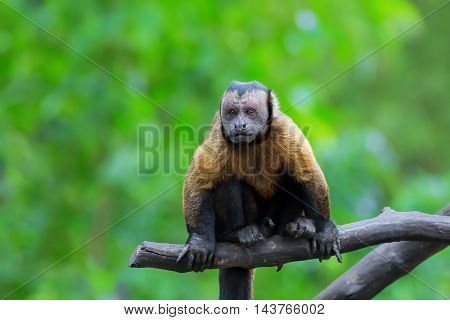Brown Capuchin monkey sitting on a tree branch in the rainforest