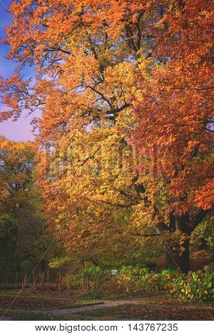 Vibrant fall yellow and orange oak tree foliage, retro toned